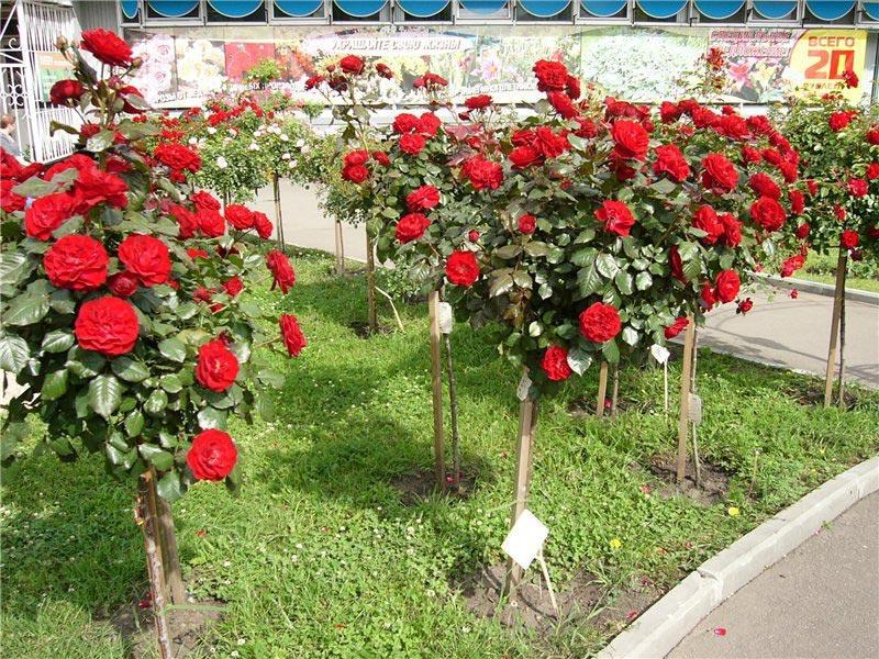 Розы Где Купить Дешевле Саженцы