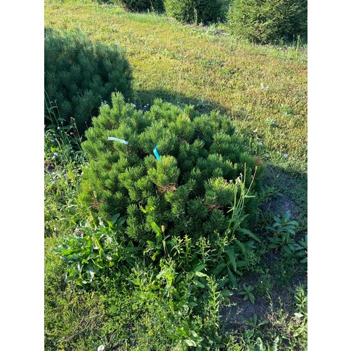Фото товара Сосна горная Pinus mugo Mughus - вид 3