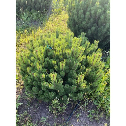 Фото товара Сосна горная Pinus mugo Mughus - вид 1