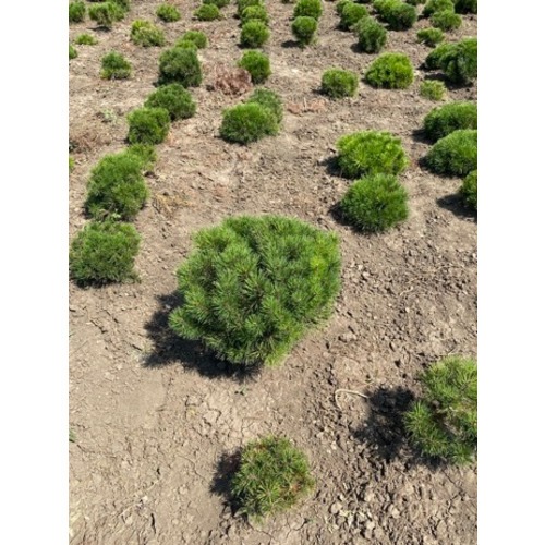 Фото товара Сосна горная Pinus mugo Mughus - вид 2