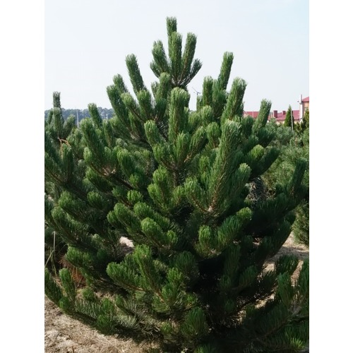 Фото товара Сосна черная Pinus nigra - вид 3