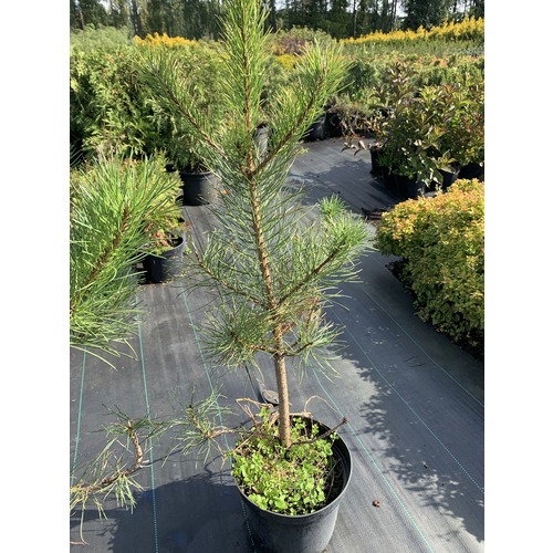 Фото товара Сосна черная Pinus nigra - вид 2