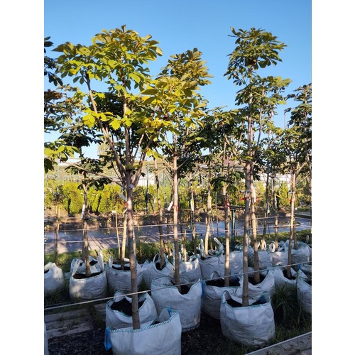 Фото товара Каштан конский - вид 1