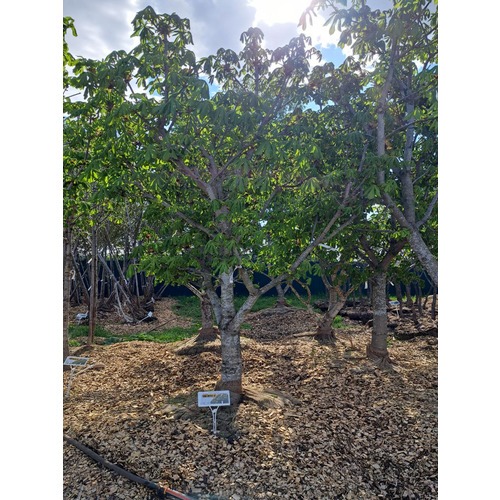 Фото товара Каштан конский - вид 4