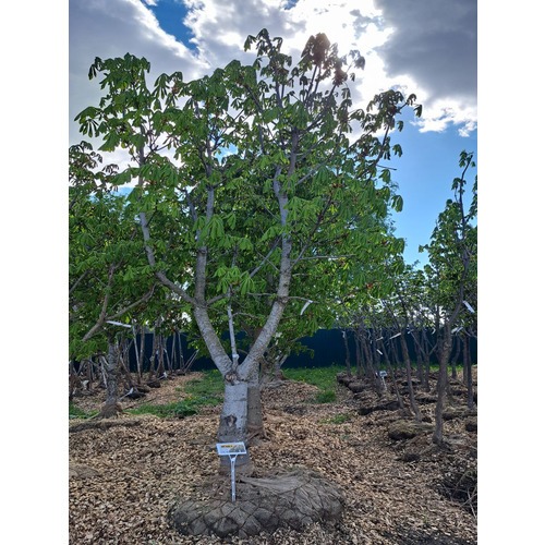 Фото товара Каштан конский - вид 5