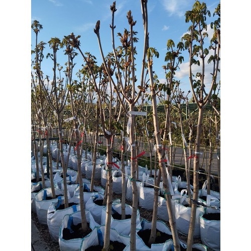 Фото товара Каштан конский - вид 6