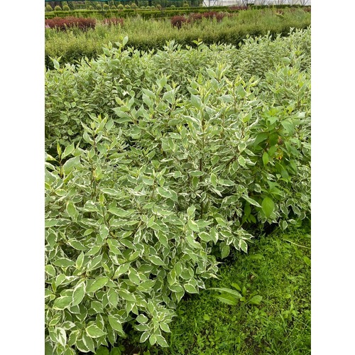 Фото товара Дерен Элегантиссима - вид 1