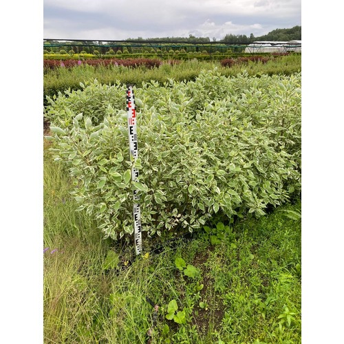 Фото товара Дерен Элегантиссима - вид 3