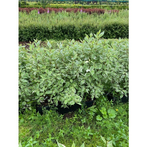 Фото товара Дерен Элегантиссима - вид 4