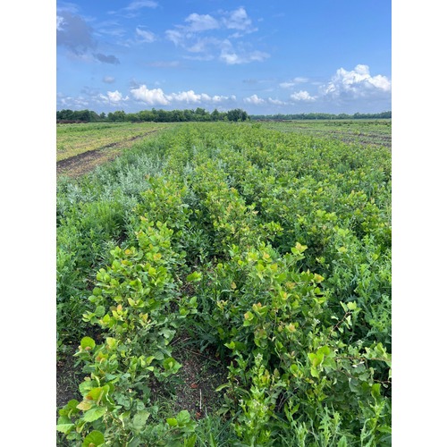 Фото товара  - вид 3