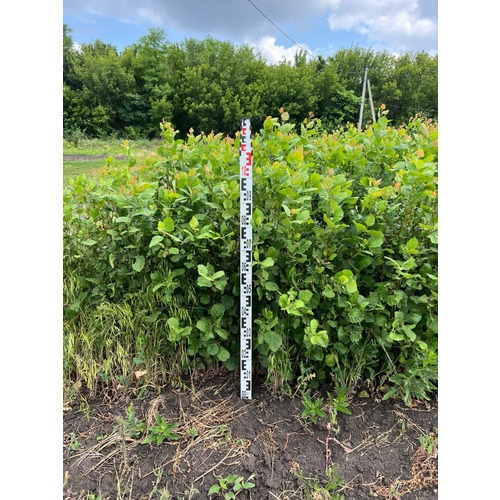 Фото товара  - вид 2