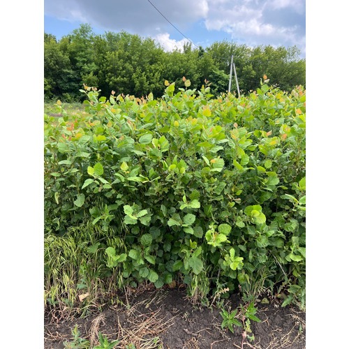 Фото товара  - вид 1