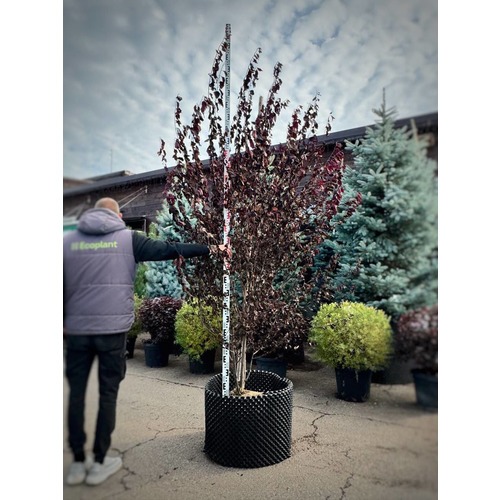 Фото товара Слива Голливуд - вид 1