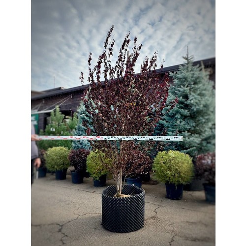 Фото товара Слива Голливуд - вид 2