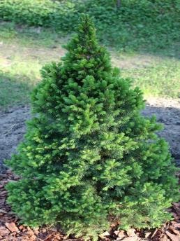 Ель купить в питомнике - Цены на саженцы обыкновенной, колючей, голубой ...
