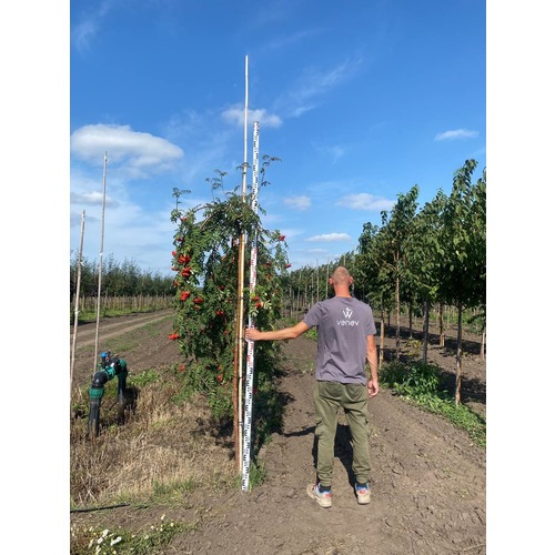 Фото товара Рябина плакучая Пендула  - вид 4