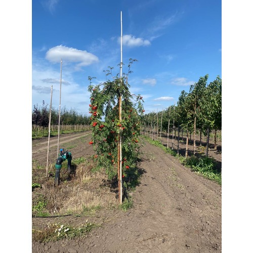 Фото товара Рябина плакучая Пендула  - вид 1