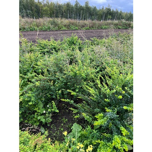 Фото товара Барбарис Тунберга Кобольд - вид 1