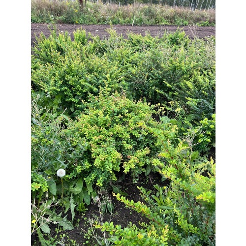 Фото товара Барбарис Тунберга Кобольд - вид 4