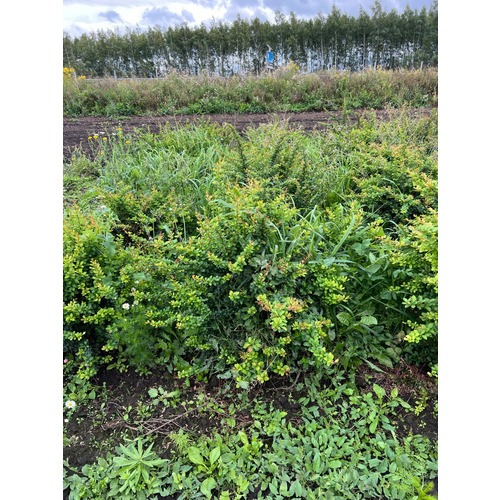 Фото товара Барбарис Тунберга Эректа  - вид 1