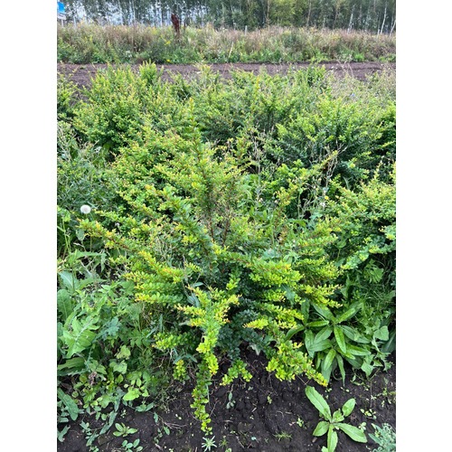 Фото товара Барбарис Тунберга Эректа  - вид 2