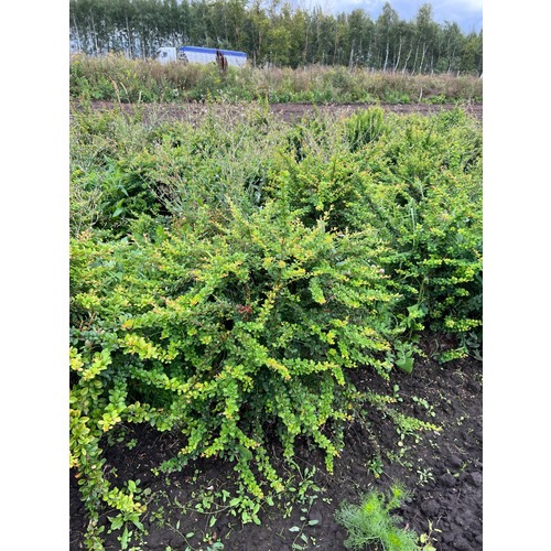 Фото товара Барбарис Тунберга Эректа  - вид 3