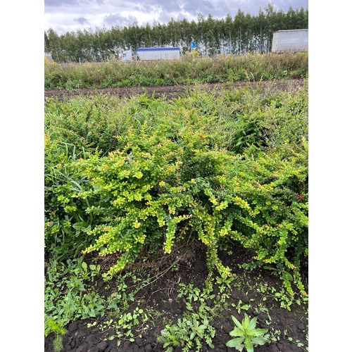 Фото товара Барбарис Тунберга Эректа  - вид 4