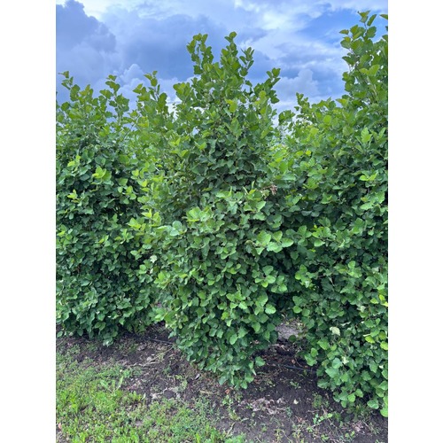 Фото товара Боярышник мягковатый - вид 4