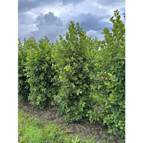 Фото товара Боярышник мягковатый - вид 3