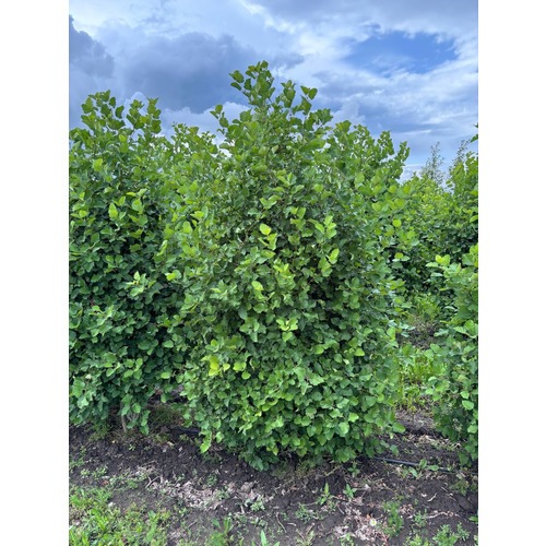 Фото товара Боярышник мягковатый - вид 1