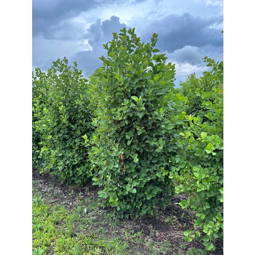 Фото товара Боярышник мягковатый - вид 2