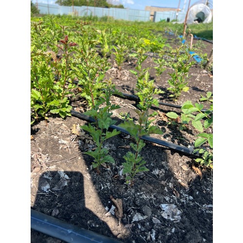 Фото товара Боярышник однопестичный  - вид 1