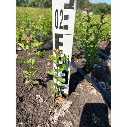 Фото товара Боярышник однопестичный  - вид 2