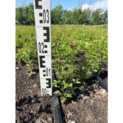 Фото товара Боярышник однопестичный  - вид 3