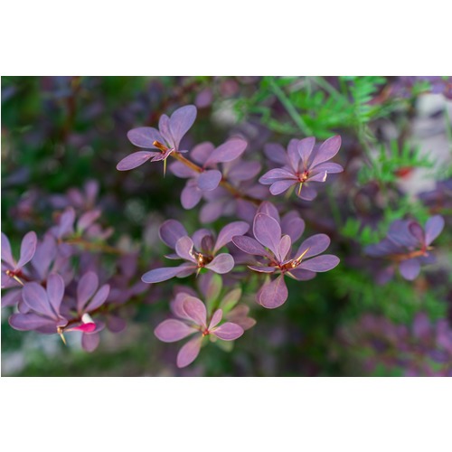 Фото товара  - вид 3