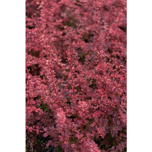 Фото товара  - вид 2