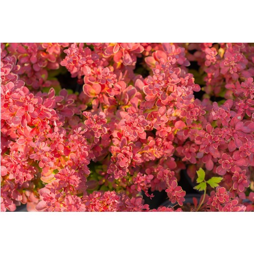 Фото товара  - вид 4