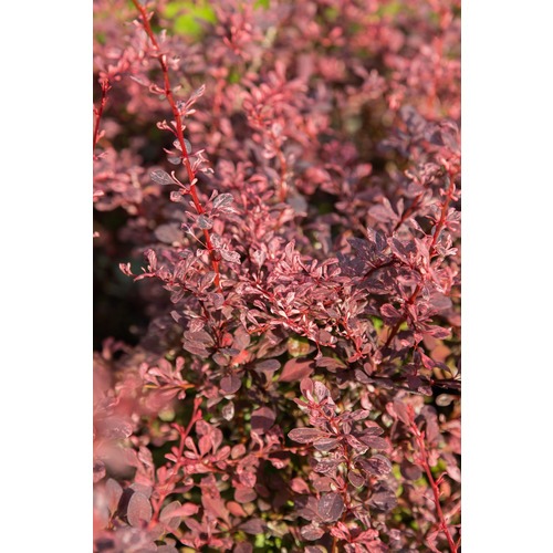 Фото товара  - вид 1