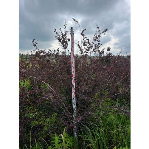 Фото товара  - вид 7