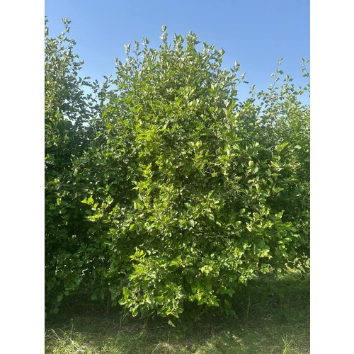 Фото товара Боярышник мягковатый - вид 6