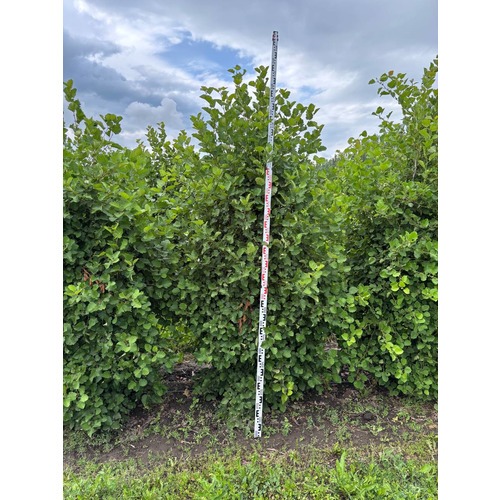 Фото товара Боярышник мягковатый - вид 7