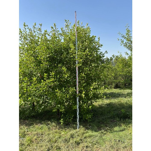 Фото товара Боярышник мягковатый - вид 8