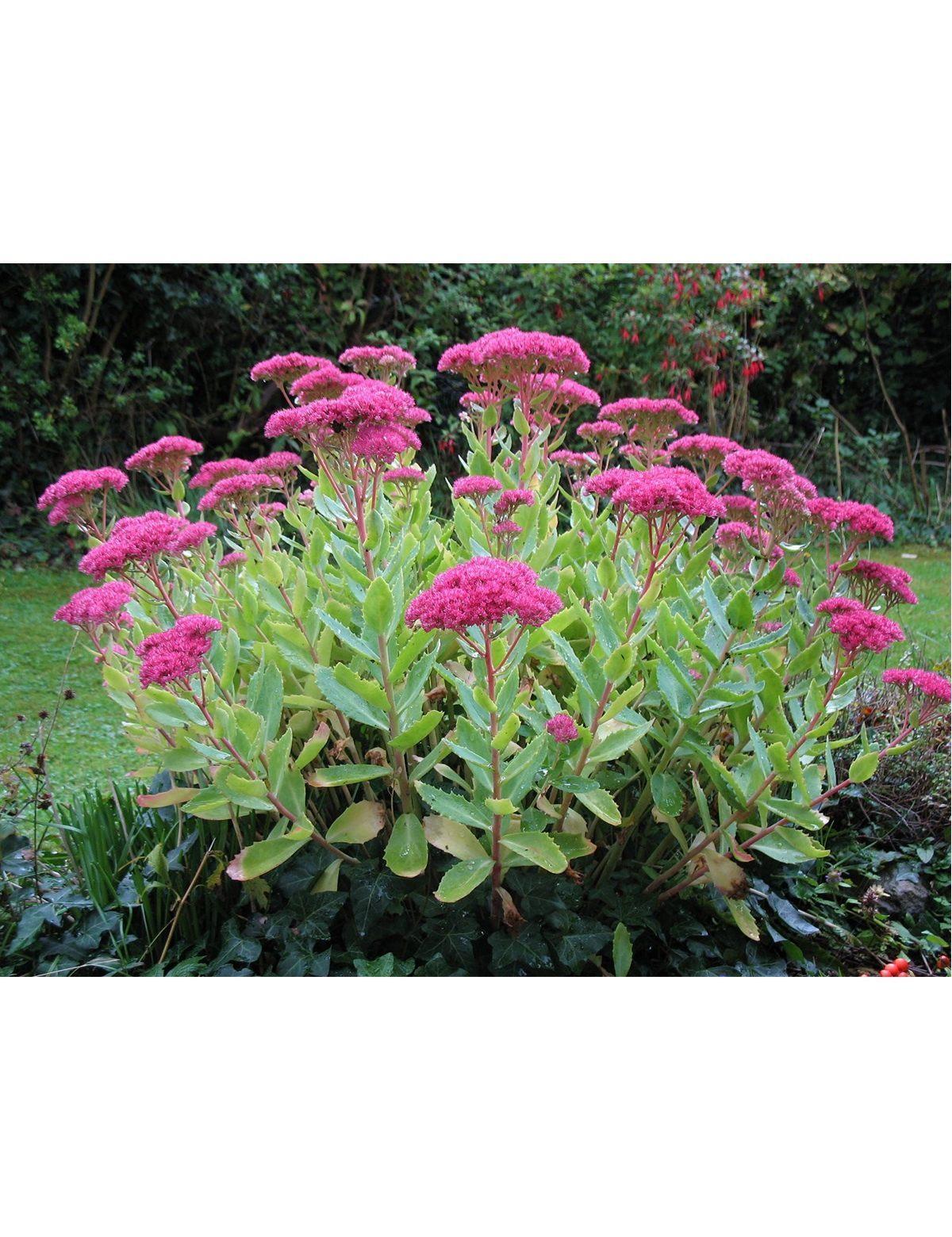 Очиток размножение семенами