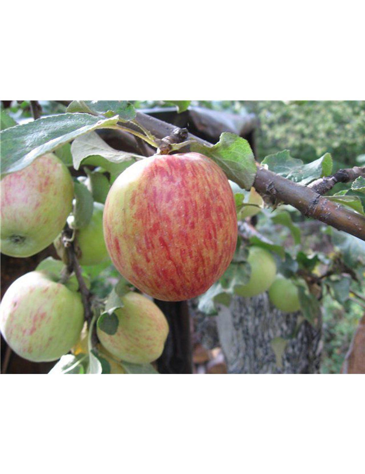 Сорт яблок Орловское полосатое