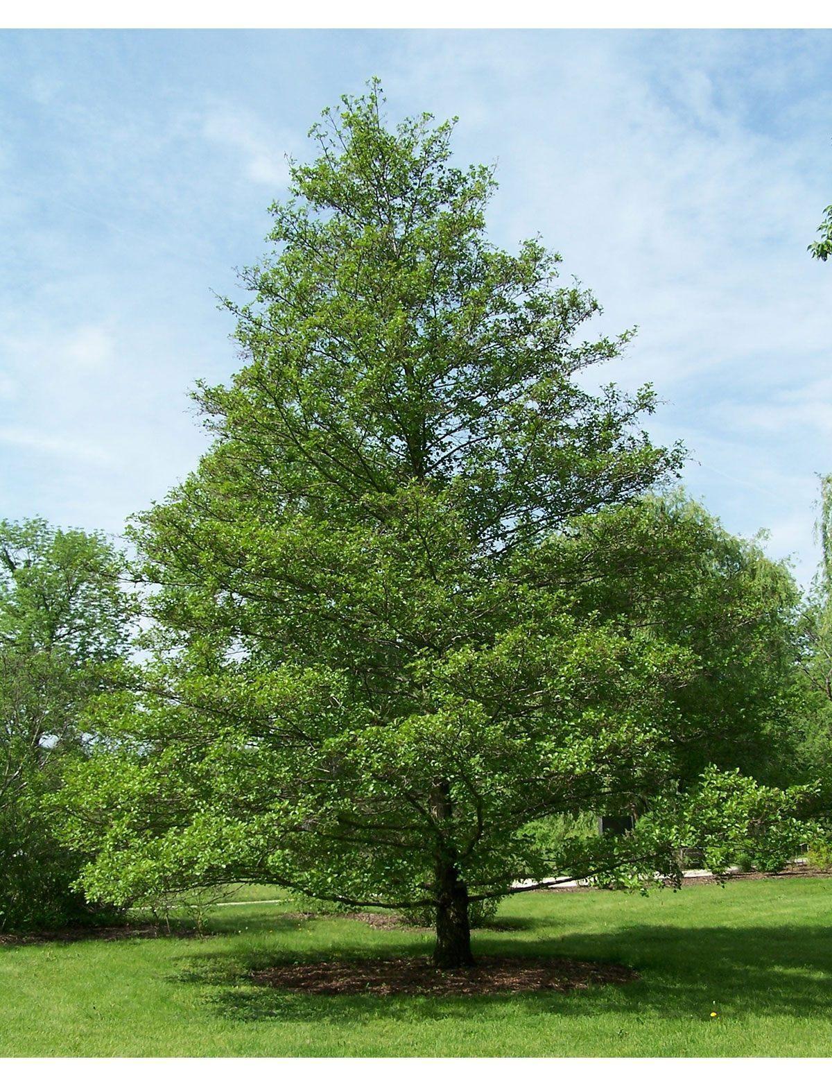 Ольха черная (Alnus glutinosa)