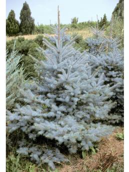 Ель купить в питомнике - Цены на саженцы обыкновенной, колючей, голубой ...