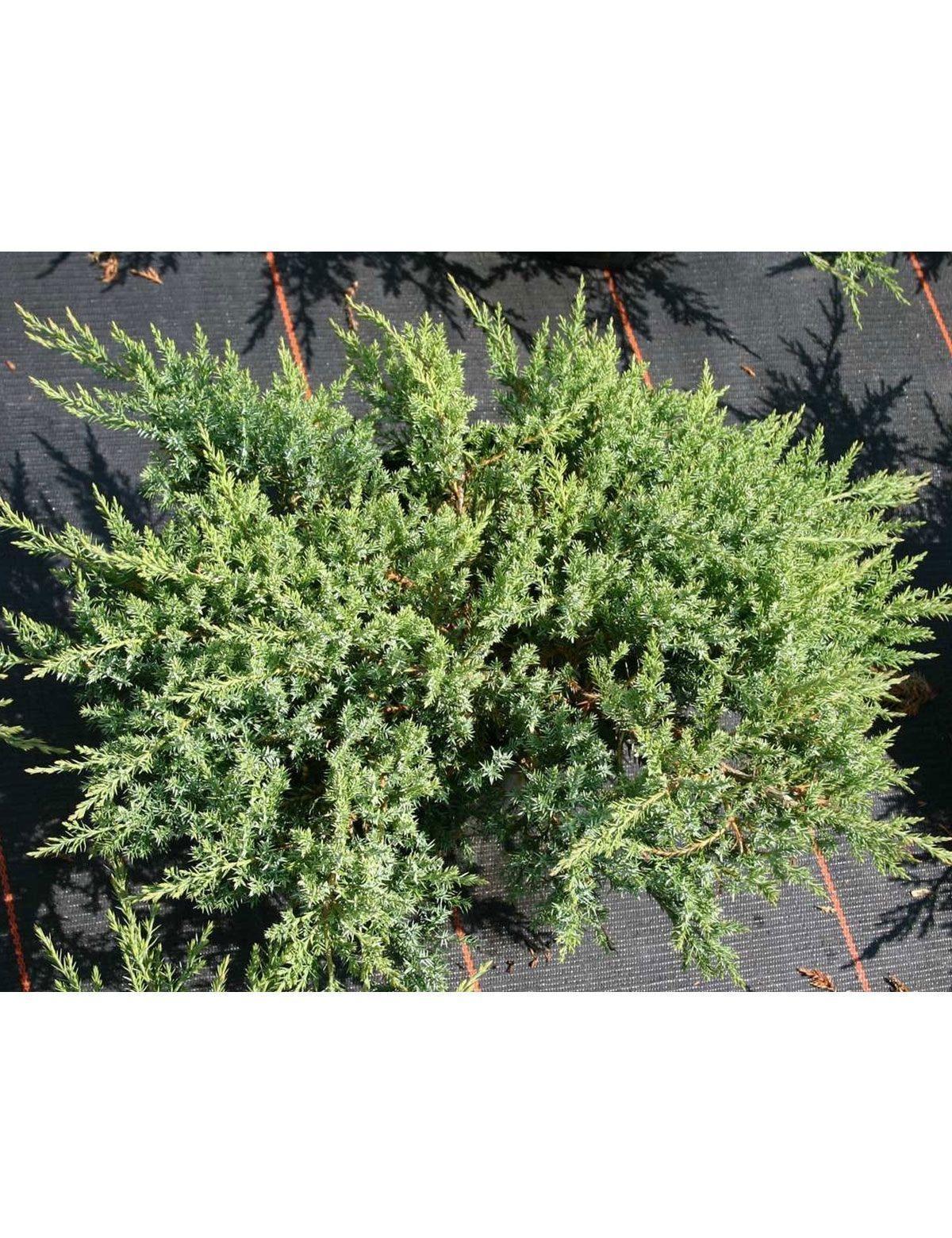 Juniperus Sabina Rockery Gem зона зимостойкости