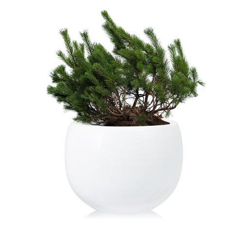 Фото товара Сосна горная Pinus mugo Mughus - вид 1