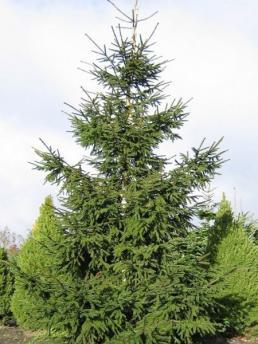 Ель купить в питомнике - Цены на саженцы обыкновенной, колючей, голубой ...