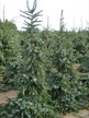 Фото товара Ель сербская Picea omorika - вид 1